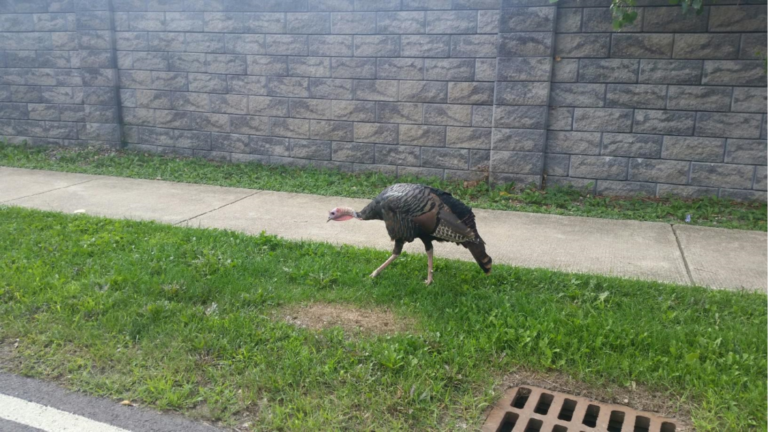 LOCAL “KLEIN TURKEY” CAPTIVATES RESIDENTS