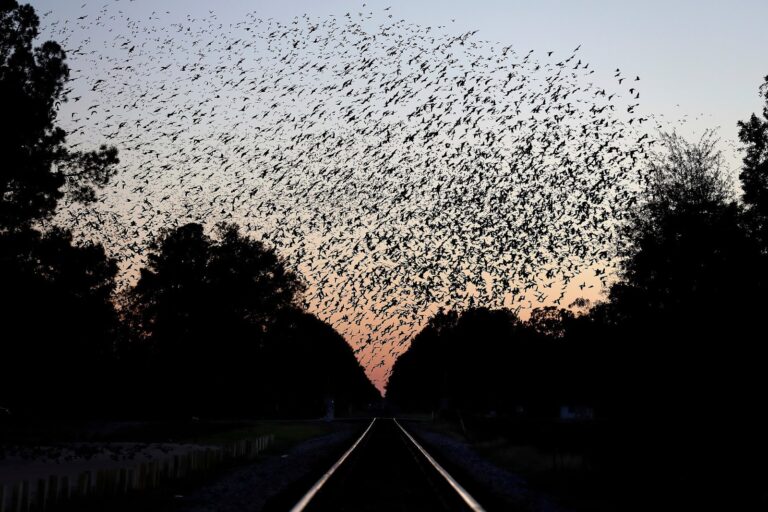 Giving the avian endangerment crisis perspective