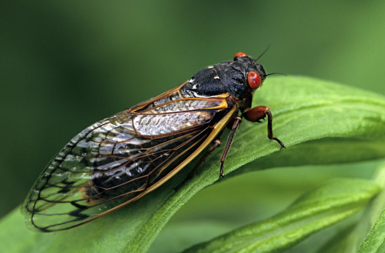 Cicada Brood X Emerges