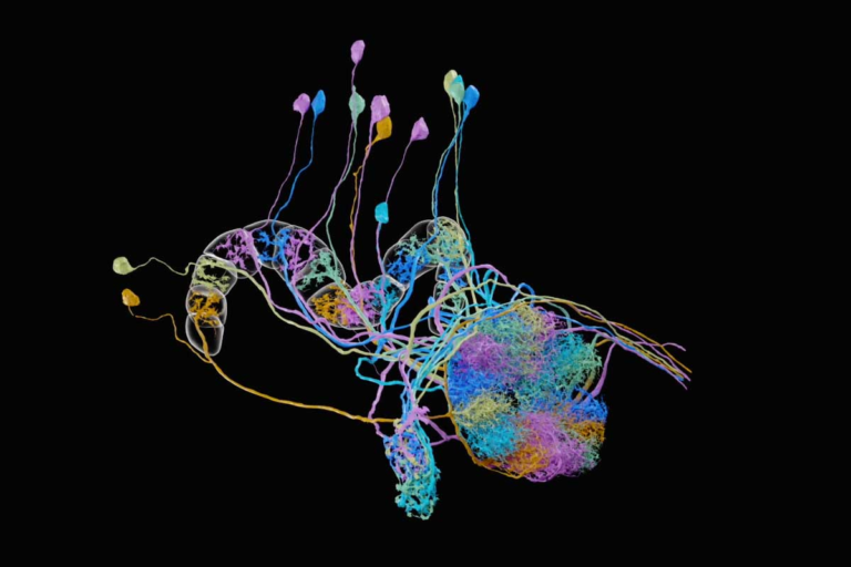 Brain Maps Can Be Used to Predict Behavior