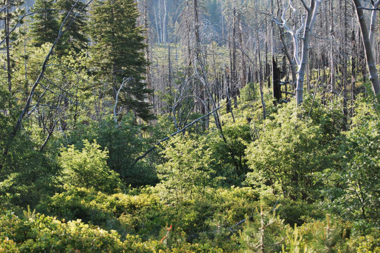 Strength-Diverse Wildfires May Encourage Biodiverse Landscapes