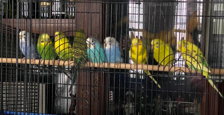 836 Parakeets at Michigan Shelter Raise Questions About Responsible Pet Ownership
