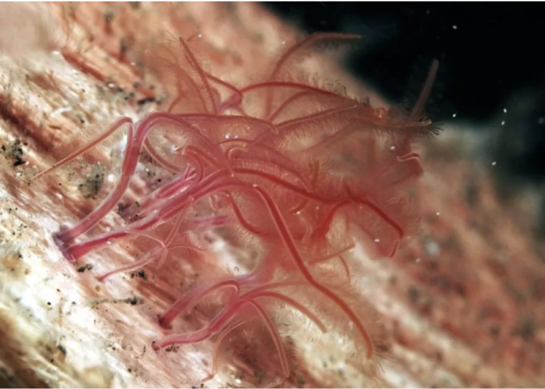 Worms & Bones: Nature’s Spookiest Deep Sea Twist