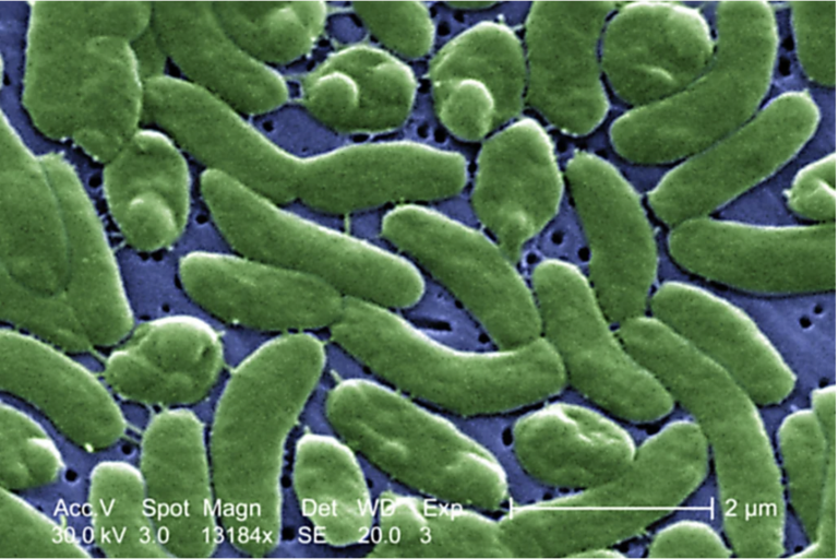 Flesh Eating Bacteria