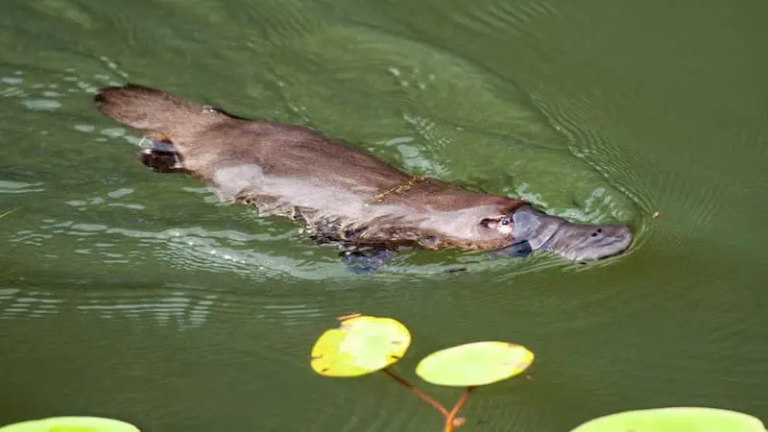A Platypus? A Venomous Platypus That May Hold Secrets to More Effective Medicine?!