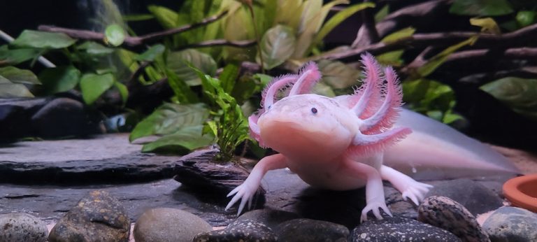 Axolotls Can Tell Us “Alotl” about Regeneration- In Limbs and in the Brain