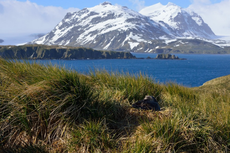Nature’s Rebellion: Antartica’s Green Revolution