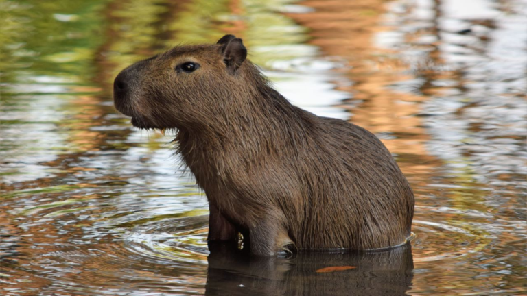 A Lesson in Capytalism – How the Capybara Could Contribute to Biofuel Production