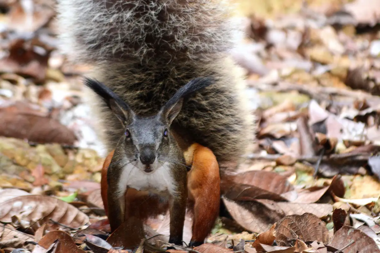 Real-Life Draculas: The “Bloody” Fascinating Tales of 5 Vampiric Creatures