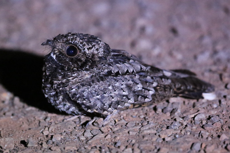 Migrate? It’s Mi-Greater to Hibernate, Says the Little Birdie That Looks Like a Fluffy Dragon