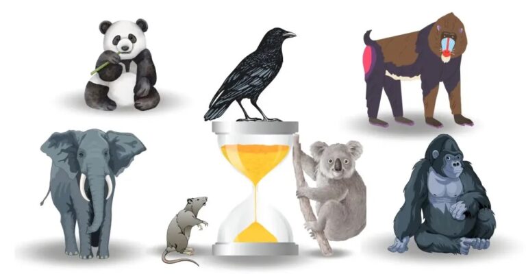 Could a Pigeon Be More Productive Than You? A Look Into Procrastination in Humans v.s. Animals