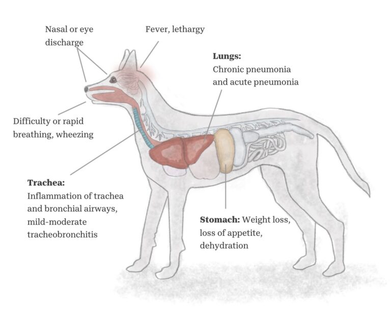 The Dog Virus: Canine Respiratory Outbreak Guide for High School Students