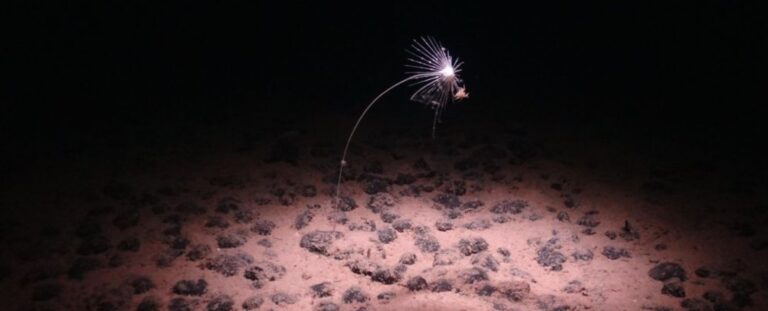 The Hidden Divide: An Invisible Line in the Ocean 