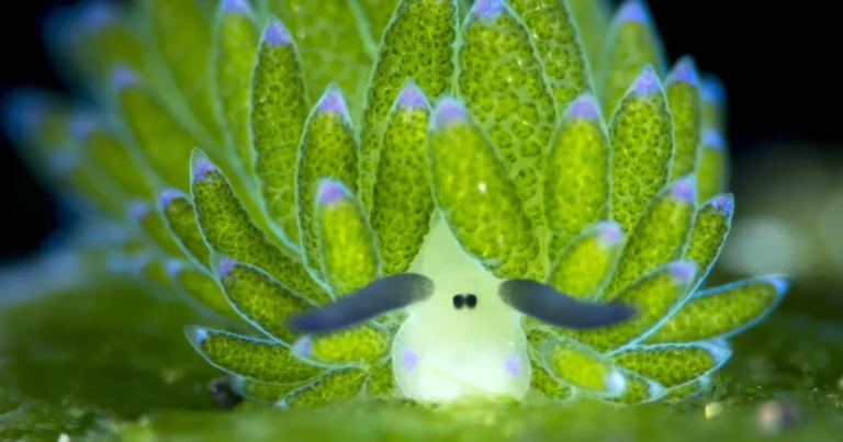 A Sheep in Plant’s Clothing – How Sea Slugs Exploit Algae and Perform Photosynthesis