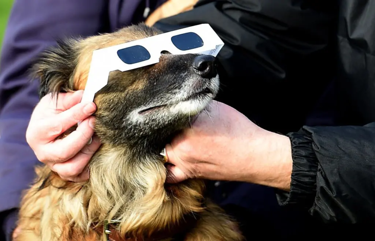 An Enlightening Experience, or Total Chaos? How the Animal Kingdom Reacts to Solar Eclipses