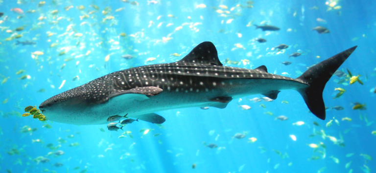 In De-fin-se of Sharks: How the Media Has Twisted the Story of These Fascinating but Vulnerable Fish