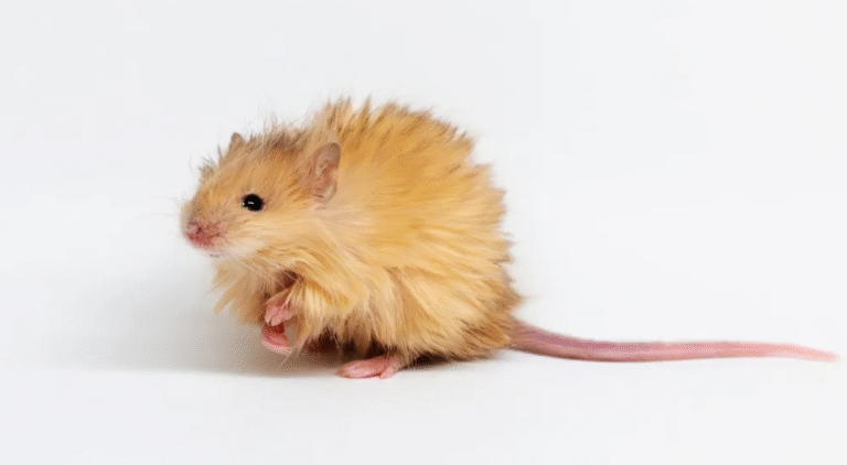 Introducing “Woolly Mice” – Mammoth Advancement or Ethical Dilemma?